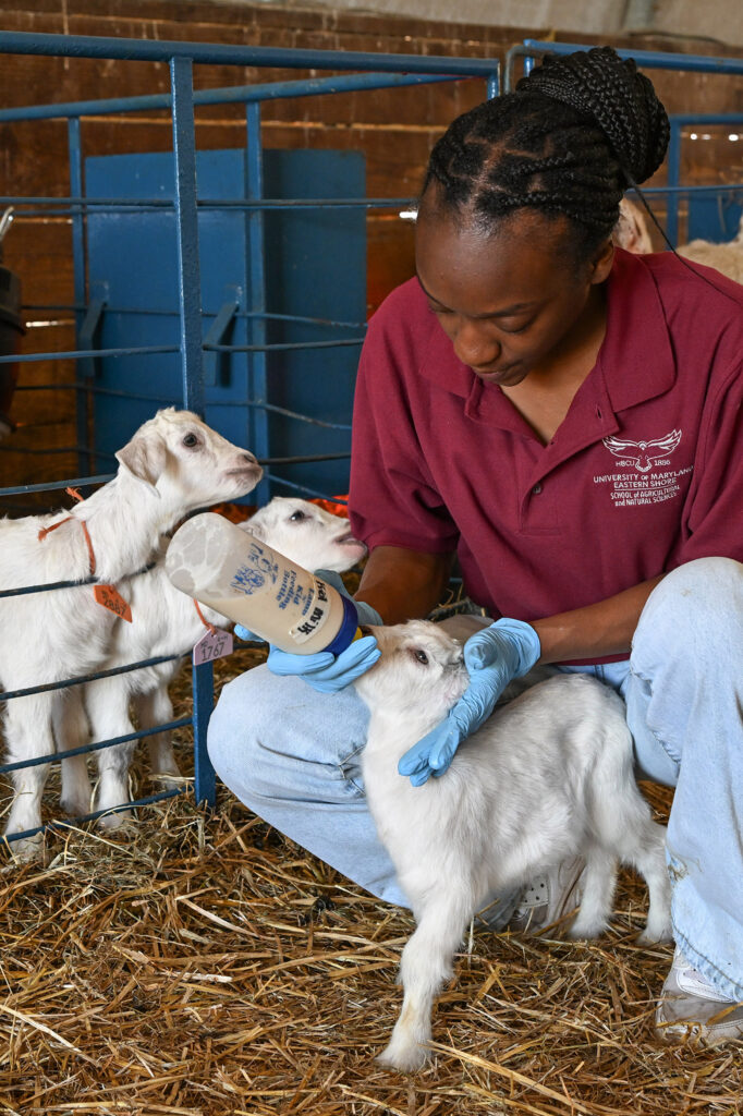 Shamia Onley feeds a newborn kid at the University of Maryland Eastern Shore Small Ruminant Farm.