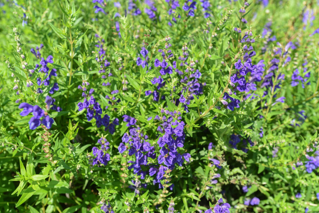 Herbs