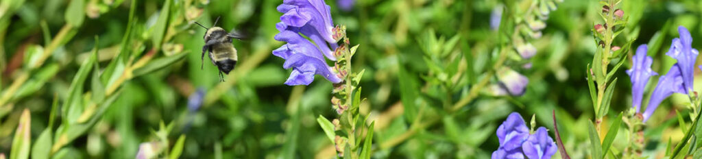 Herbs in bloom.