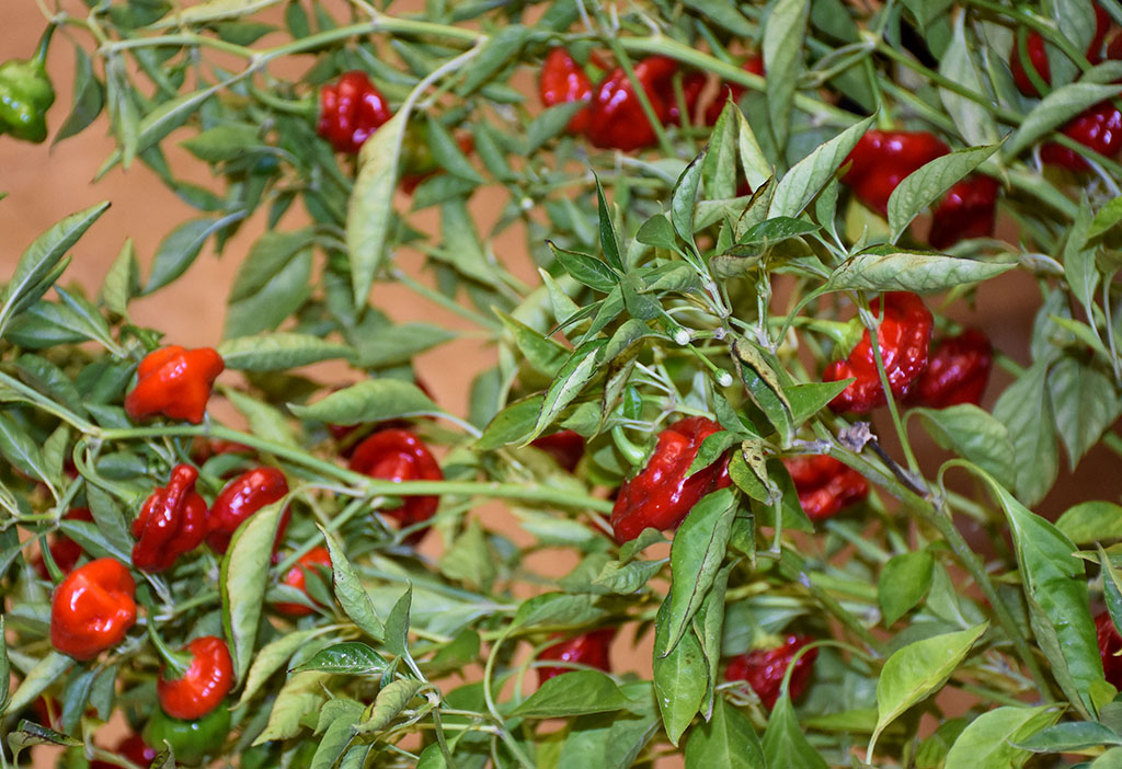 Peppers grown at University of Maryland Eastern Shore farm