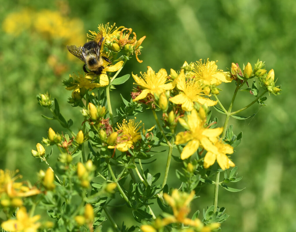 St. John's wort