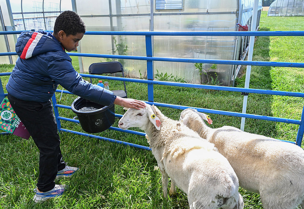 A student gets up close with lambs during AgVenture program hosted by UMES Extension 4-H in April 2026.