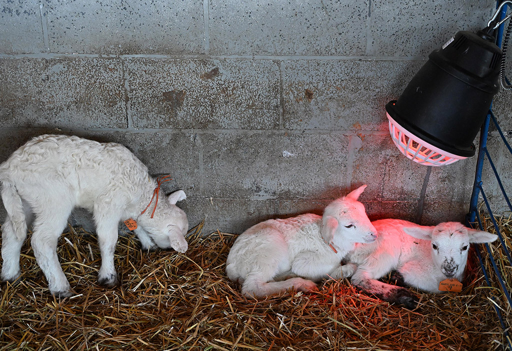 Newborn sheep at the UMES farm.