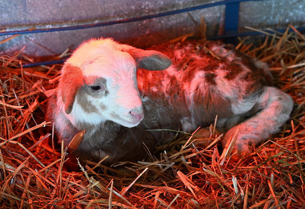 A goat born at the UMES farm.