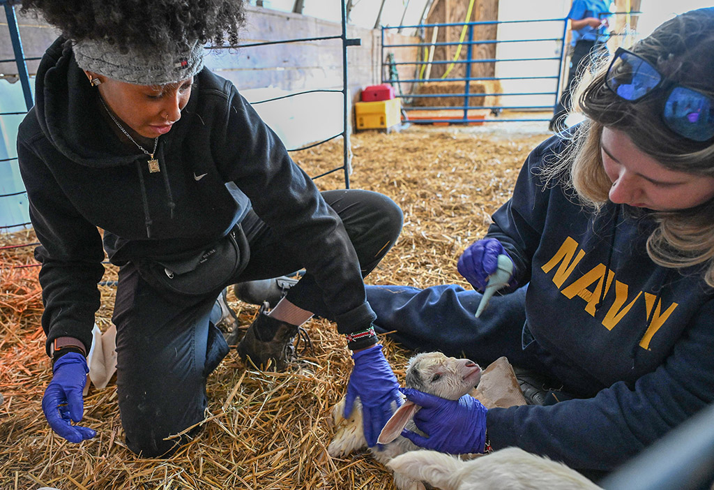 Zoie McIntosh, left, and Olivia Ludolph work to sucks debris out a newly born goat.