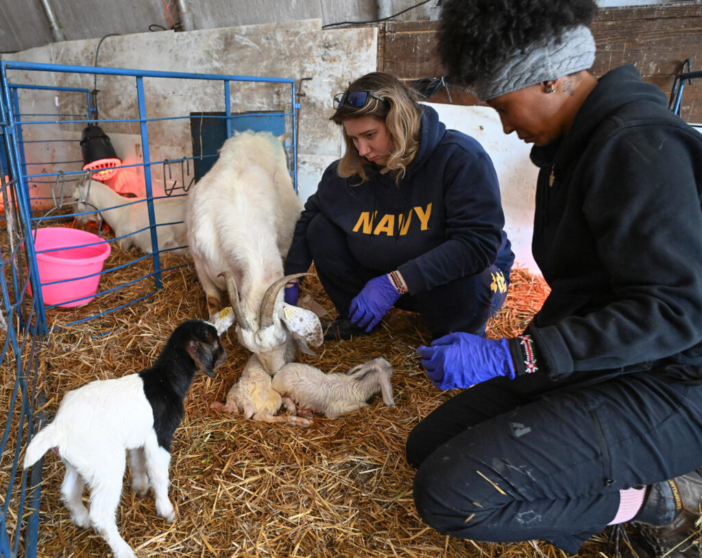 Zoie McIntosh, left, and Olivia Ludolph care for a newly born goat the UMES farm.