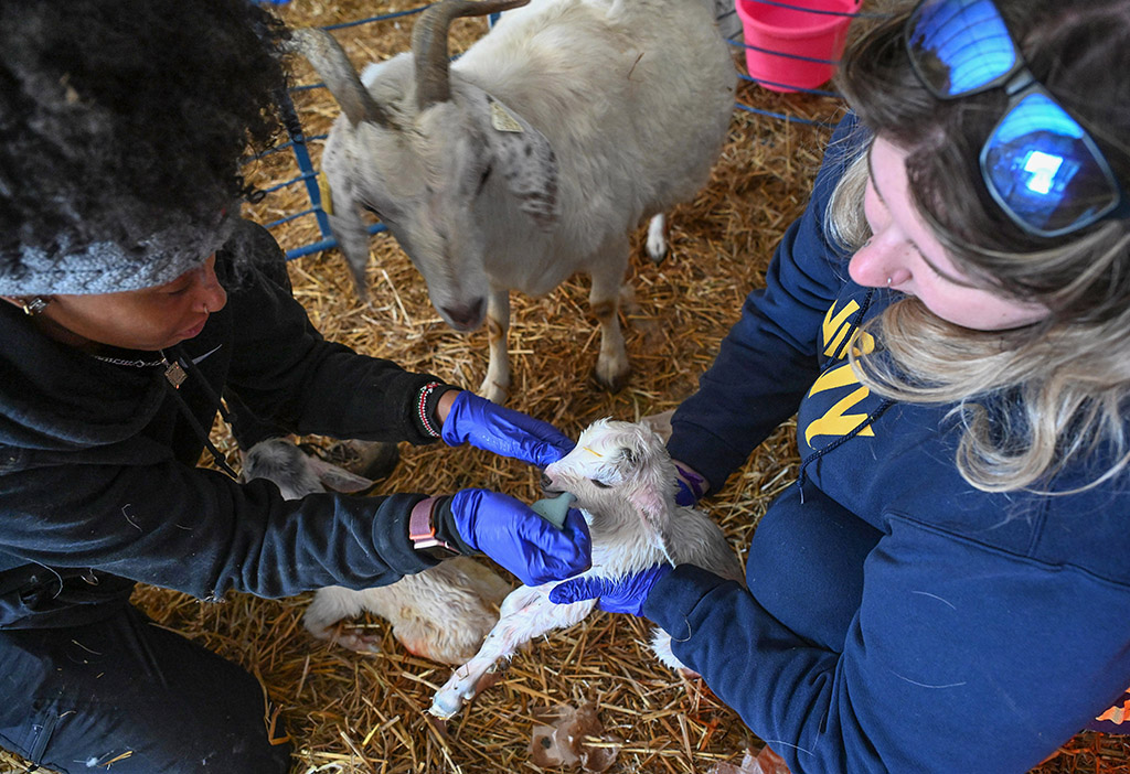 Zoie McIntosh, left, and Olivia Ludolph work to suck debris out a newly born goat.