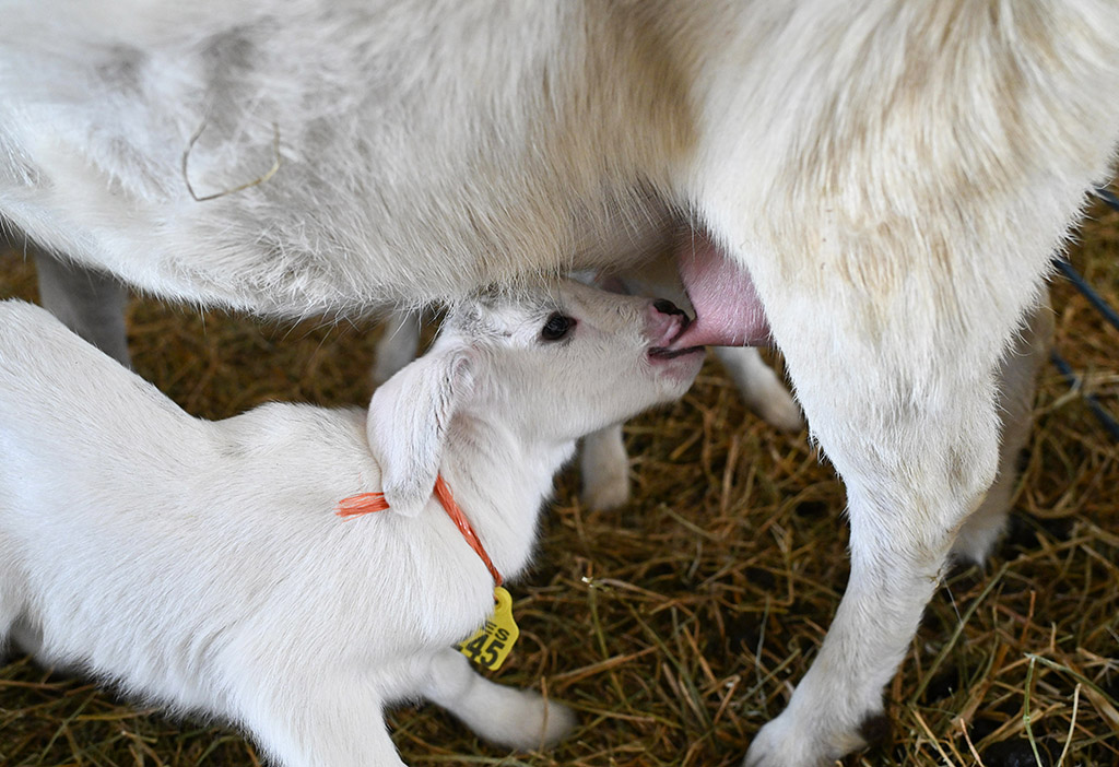 A newborn suckles mom at UMES farm.