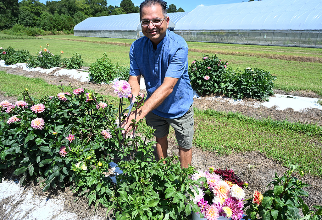 Dr. Naveen Kumar Dixit prunes a dahlia plant.