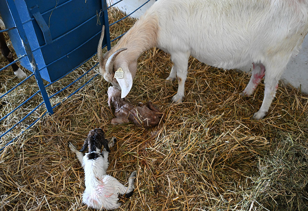 A goat gives some tender care to her newborn at UMES farm