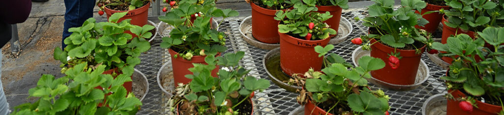 Strawberries in pots