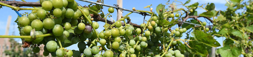 Grapes