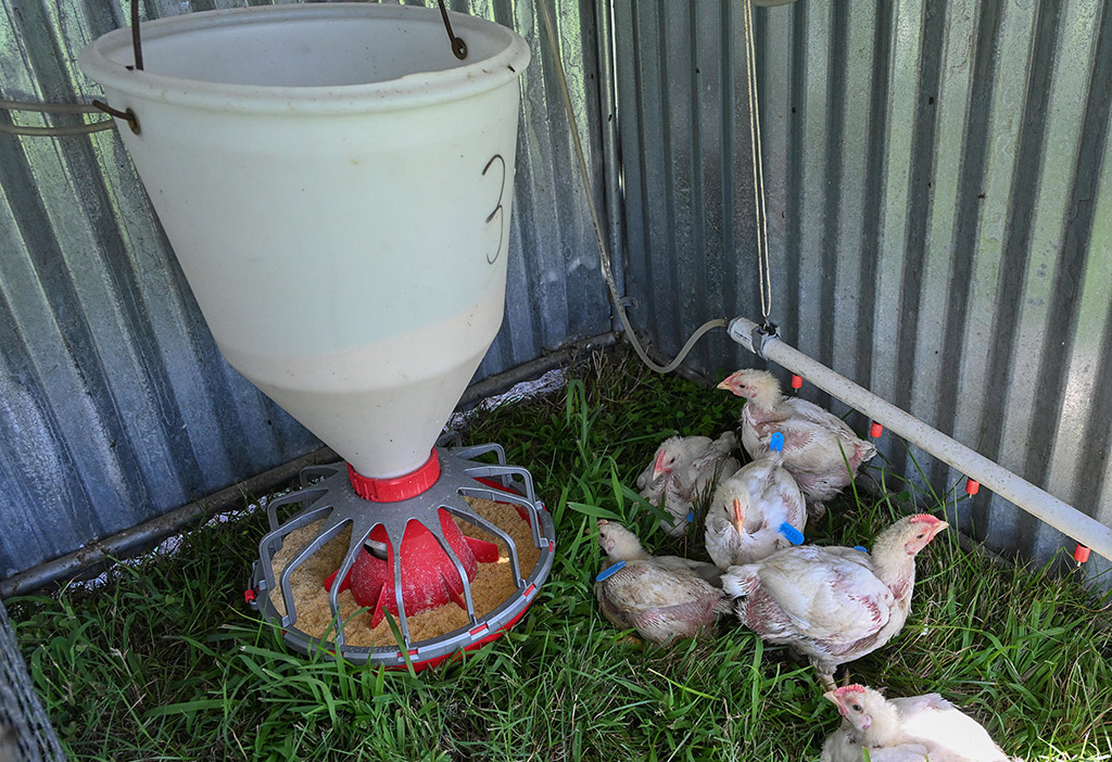 Four-week-old chickens at UMES.