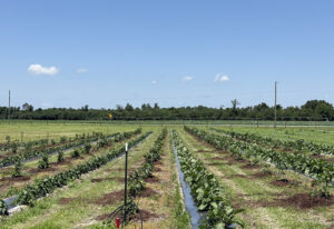 Alley cropping for weather variability can help boost farm's profits.