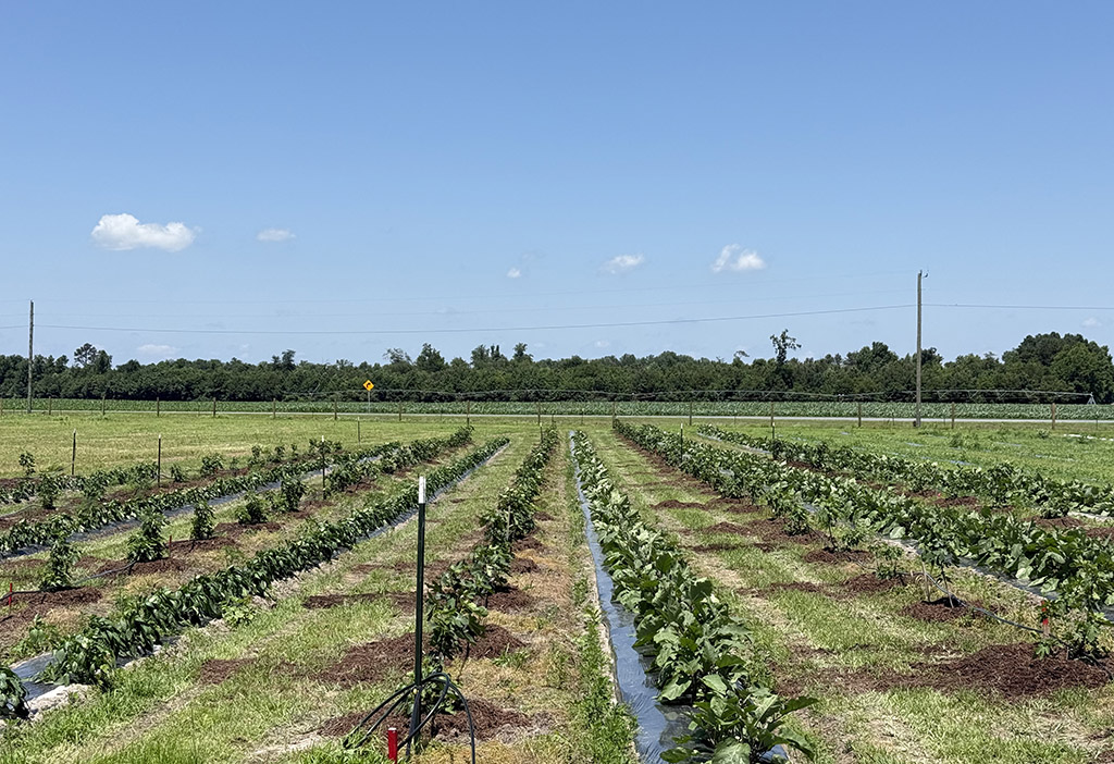 Alley cropping offers multiple benefits to growers.