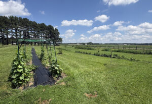 Alley cropping for weather variability can help boost farm's profits.