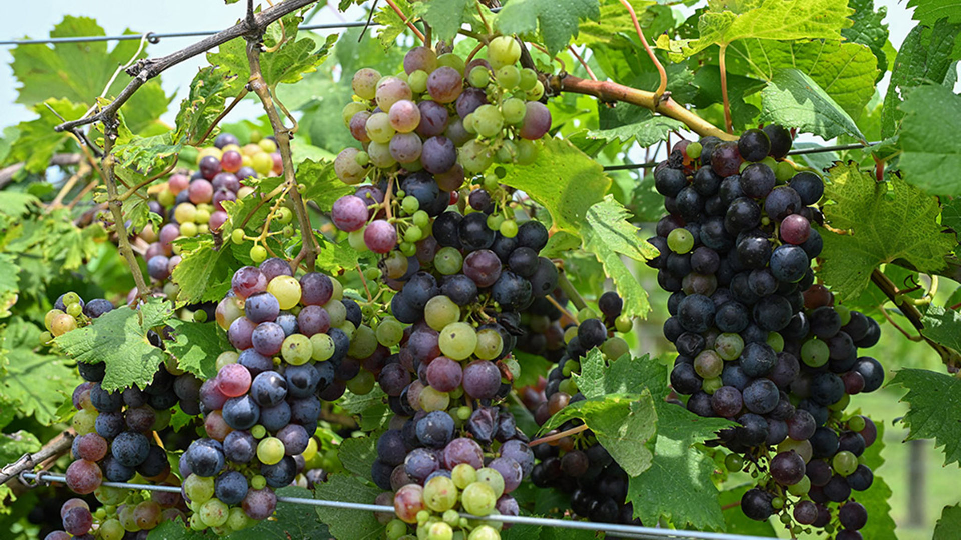 TGD-agshowcasegrapes-2041 Grape varieties grown at UMES farm.