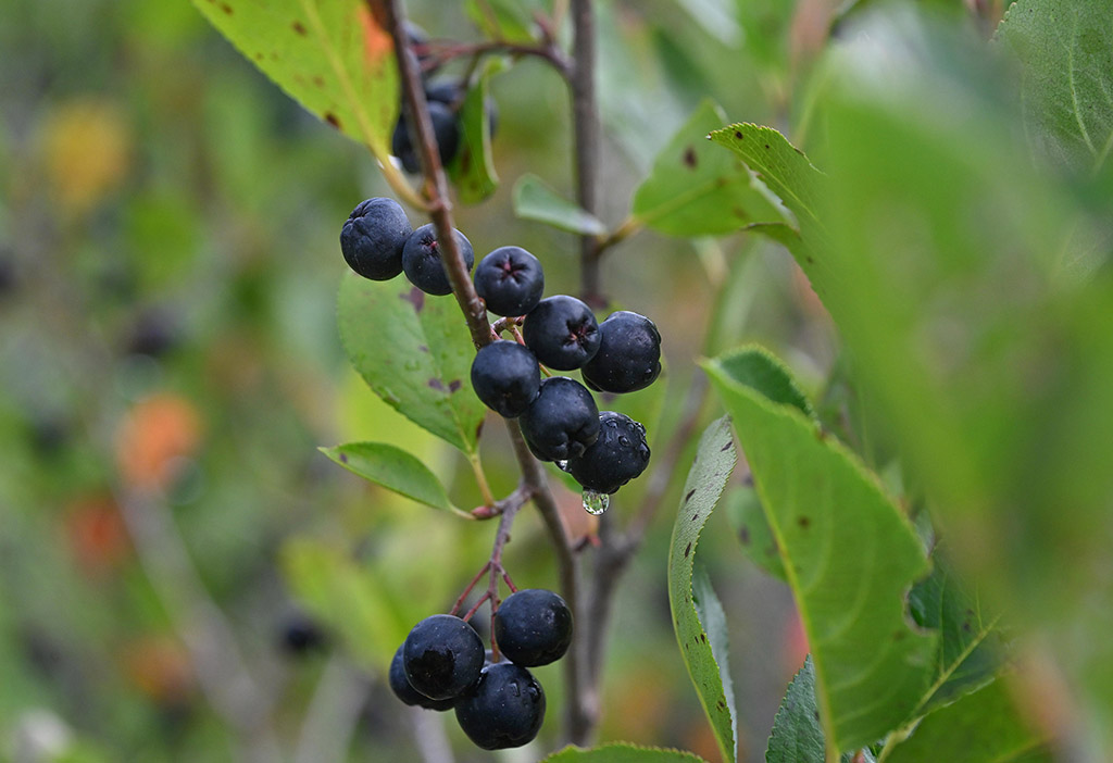 Dew drips from berries at UMES farm.