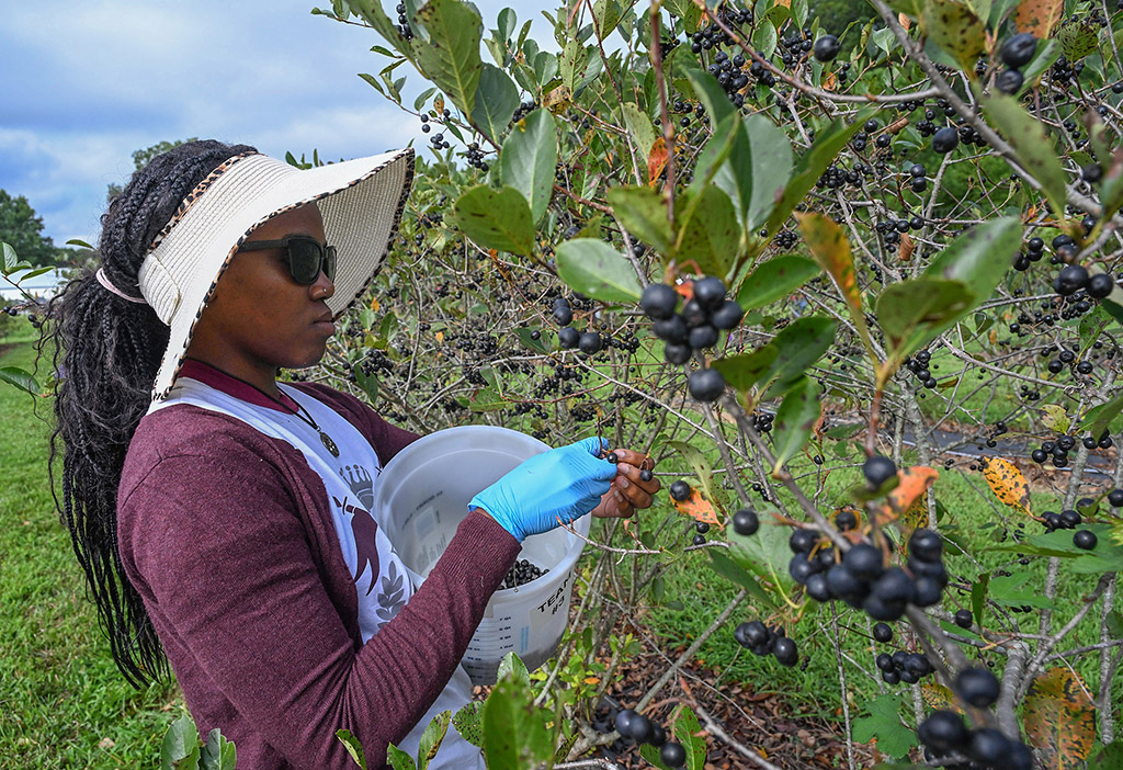 Rianne Ellis with Team 3 picks berries during the 6th annual Aronia Berry Festival and Contest at UMES Extension farm.