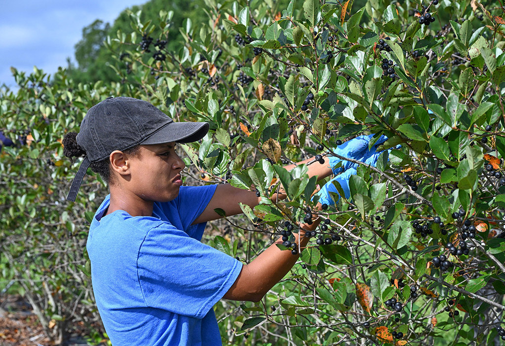 Freweyni Abrha of Team 3 picks berries during the 6th annual Aronia Berry Festival and Contest at UMES Extension farm. (Photos by Todd Dudek/UMES Ag Communications)