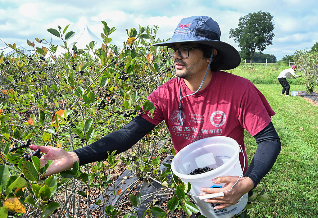 Nabin Khadka of Team 1 picks berries during the 6th annual Aronia Berry Festival and Contest at UMES Extension farm.