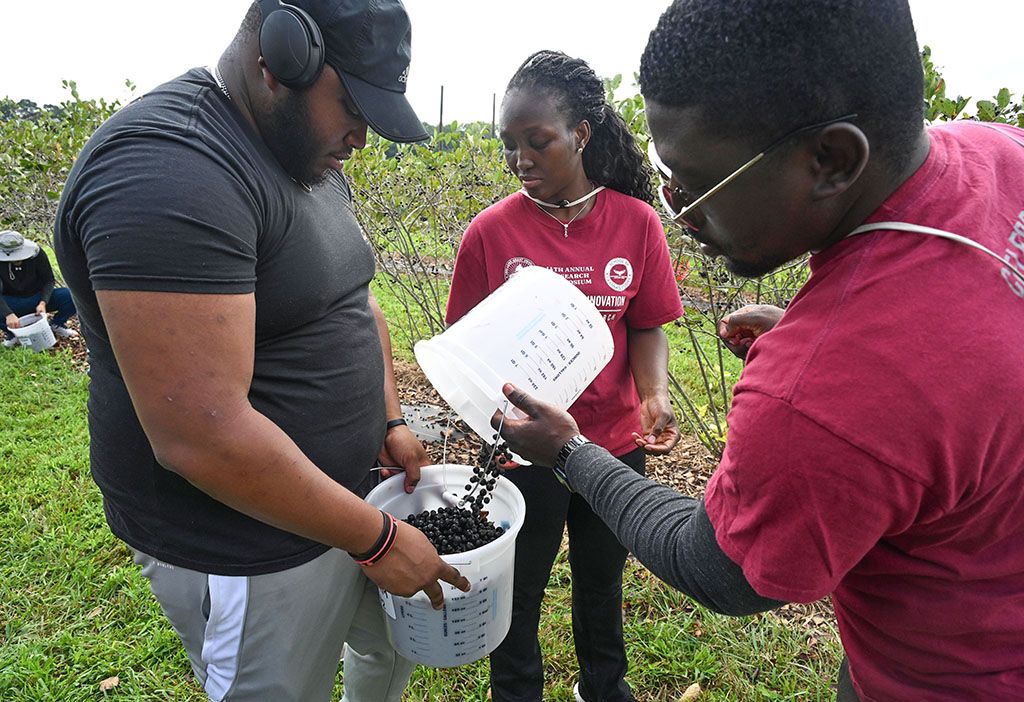 Members of Team 2 consolidate their buckets during the 6th annual Aronia Berry Contest at UMES. (Photos by Todd Dudek/UMES Ag Communications)