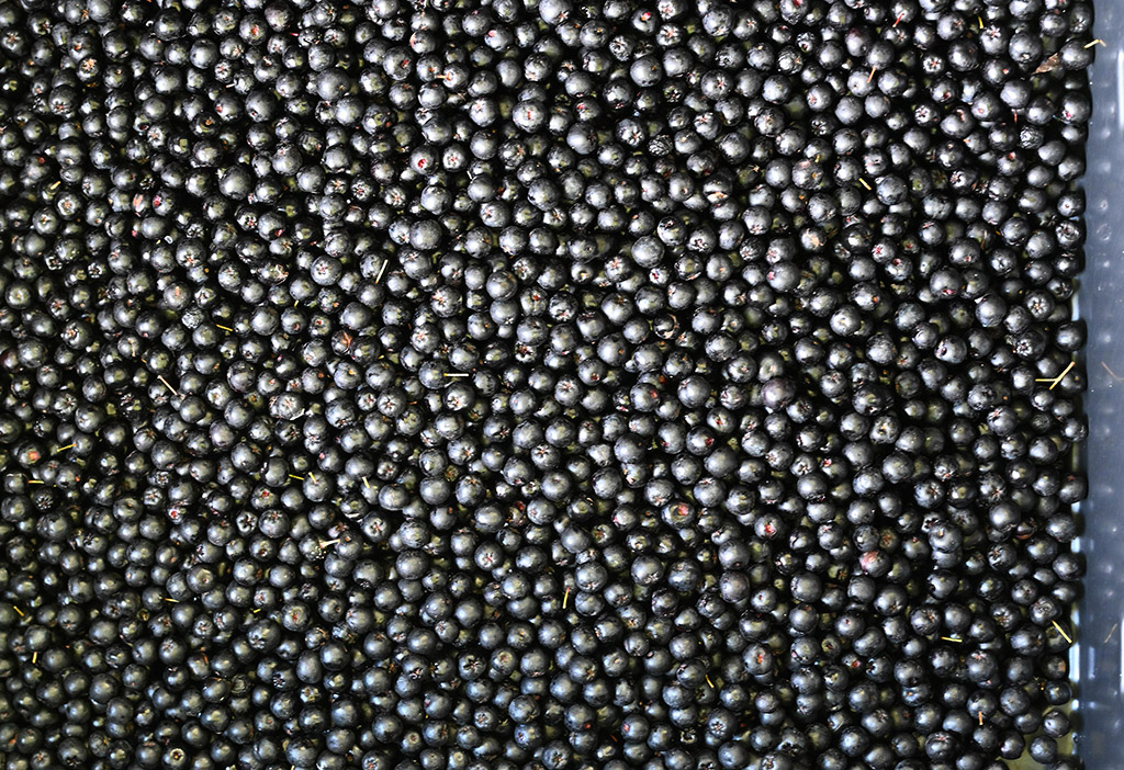 A tub of fresh picked Aronia berries at the 6th annual Aronia Berry Contest at UMES.