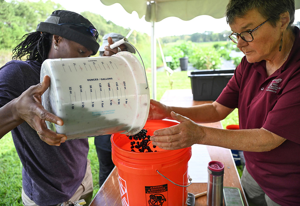 Henriette den Ouden and Celia Whyte of UMES Extension weigh Aronia berries picked by Team One picked is Celia Whyte, UMES extension worker and Henriette Den Ouden, UMES Extension Agent during the 6th annual Aronia Berry Contest at UMES.