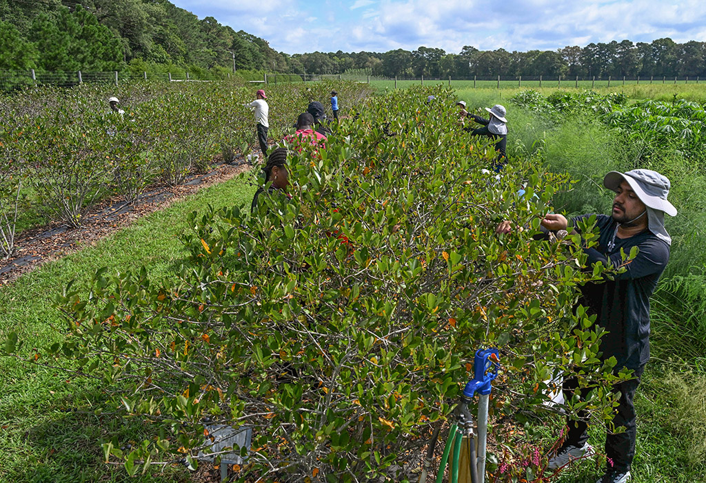 Contestants pick berries during the 6th annual Aronia Berry Contest at UMES farm.