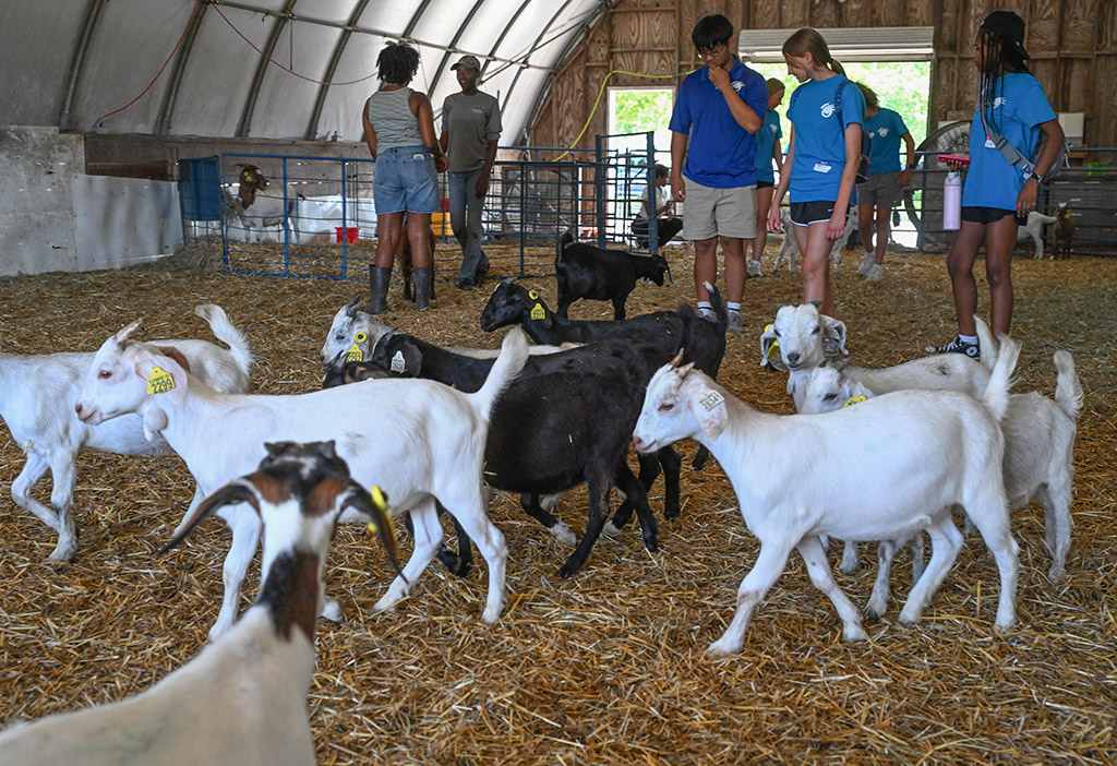 Wor-Wic Community College Gifted and Talented Summer Scholars visit goats and sheep at the UMES Small Ruminant Farm.