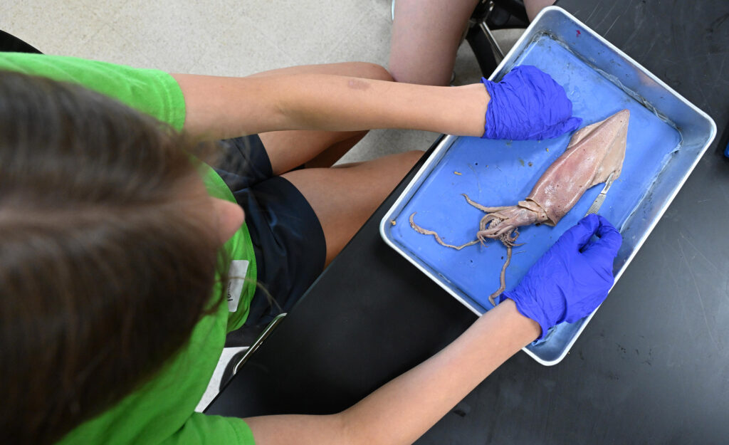 A student in the Wor-Wic Community College Gifted and Talented Summer Scholars program learns about dissection of different specimens.