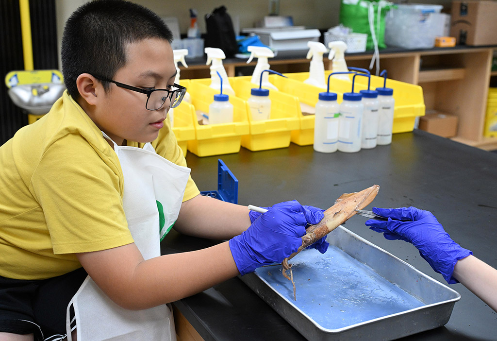 Students in the Wor-Wic Community College Gifted and Talented Summer Scholars program learn about dissection of different specimens.