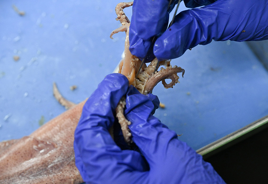 Students in the Wor-Wic Community College Gifted and Talented Summer Scholars program learn about dissection of different specimens.