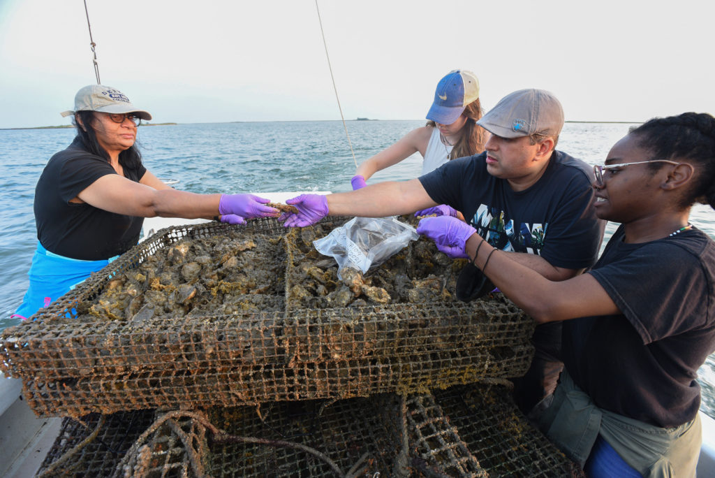 Salina Parveen, left, a professor at the University of Maryland Eastern Shore and UMES students Robyn Walker-Spencer, REU Undergrad Intern, Esam Almuhaideb, Doctorate Student, and Tahirah Johnson, Master's Student take Oyster samples during a recent outing. “More needs to be learned, though, about pathogens and microbiomes in oysters and seawater and how aquaculture practices, weather events and environmental factors influence them,” said Salina Parveen, a professor at the University of Maryland Eastern Shore. Parveen recently received a three-year, $600,000 grant from the U.S. Department of Agriculture’s National Institute of Food and Agriculture as the project director for a multi-institutional study to address these concerns. They were collecting samples from the Somerset Surf Companies Aquaculture cages in the Tangier Sound near Crisfield MD.