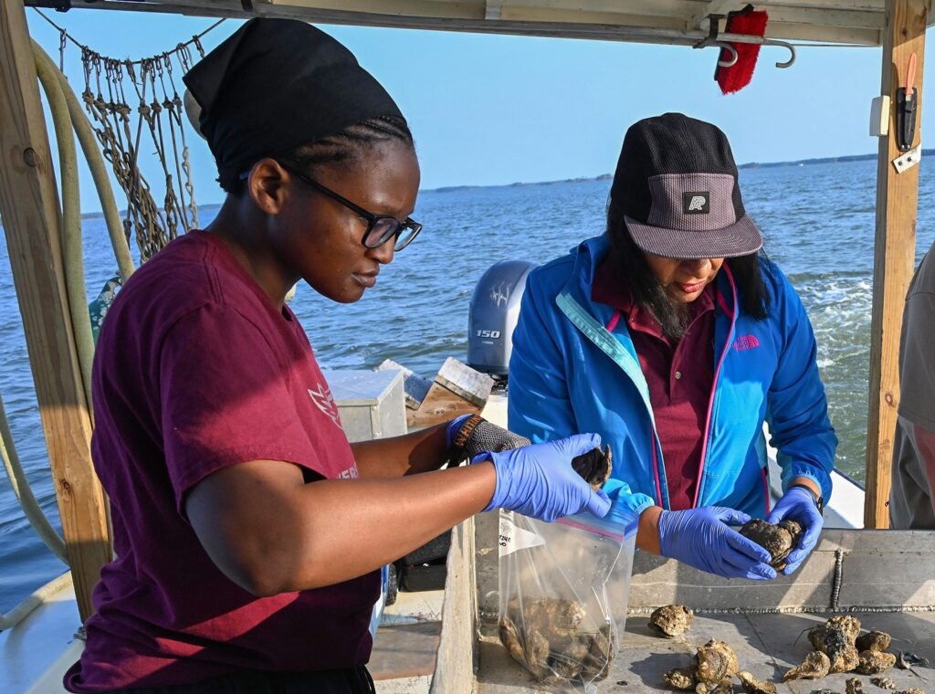 Dr. Salina Parveen (right) and NOAA LMRCSC Fellow Allissa Riley conduct field research on oysters.