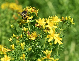 A bumblebee gets pollen from a St. Johnswort herbal plant.