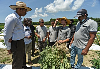 Hemp trial underway at UMES