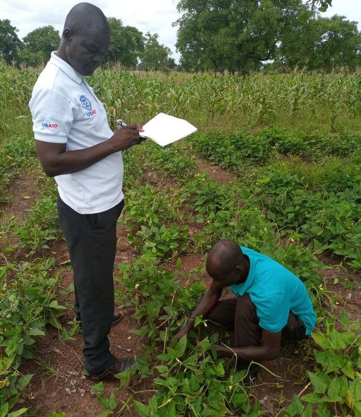 Workers in a field in Ghana.