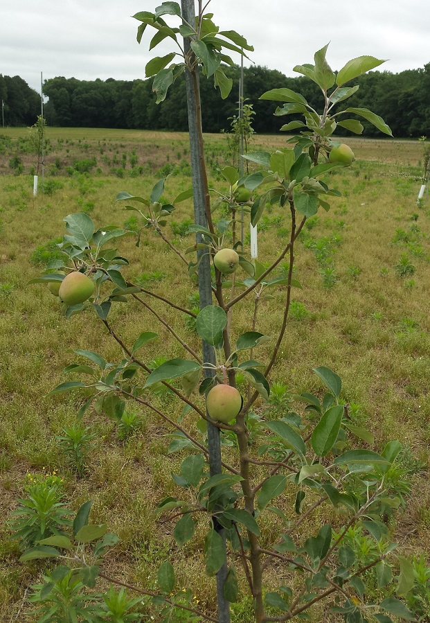 UMES Apple Orchard Tree