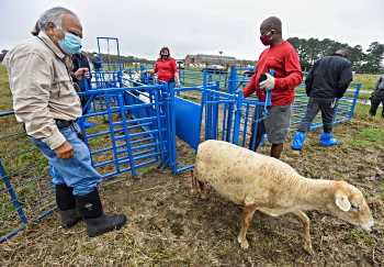 SFC-sheep