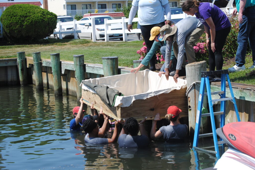 University of Maryland Eastern Shore team installs a platform in a canal in Ocean City to help horseshoe crabs.