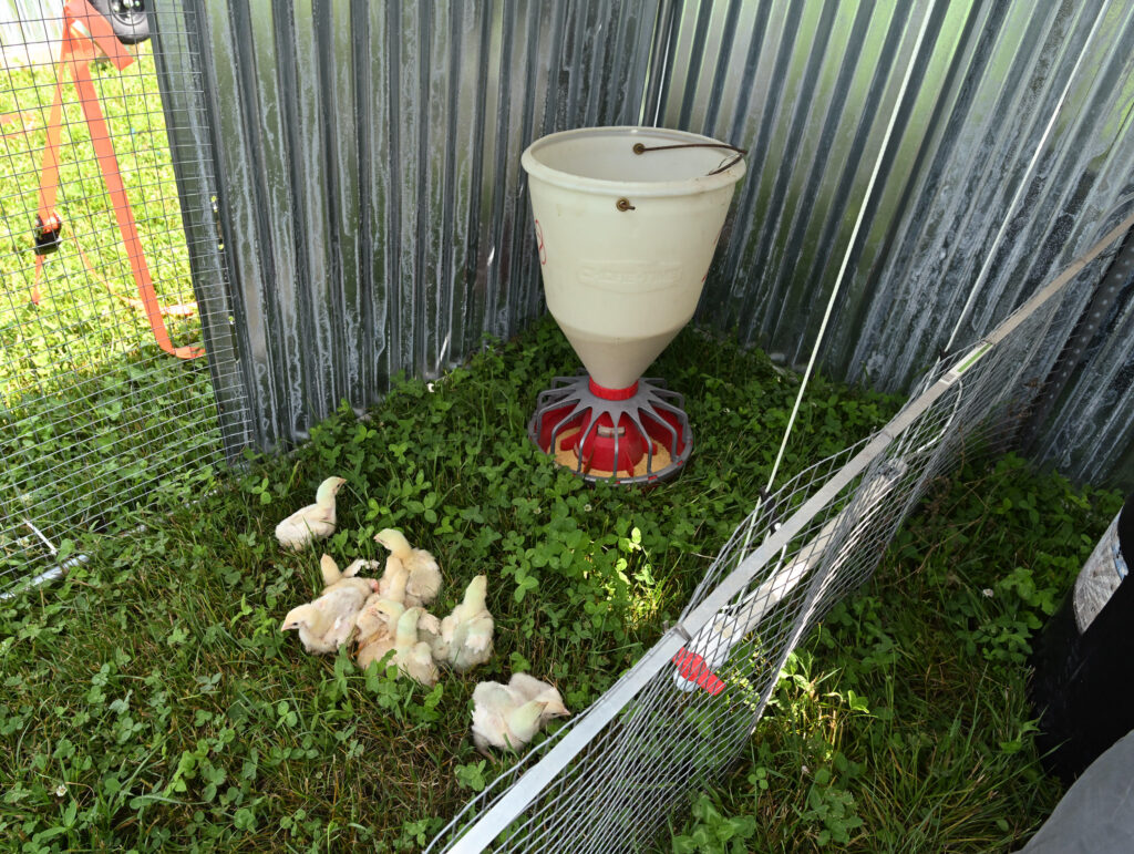 UMES poultry researchers are investigating nutritional strategies to improve health of pasture-raised chickens.