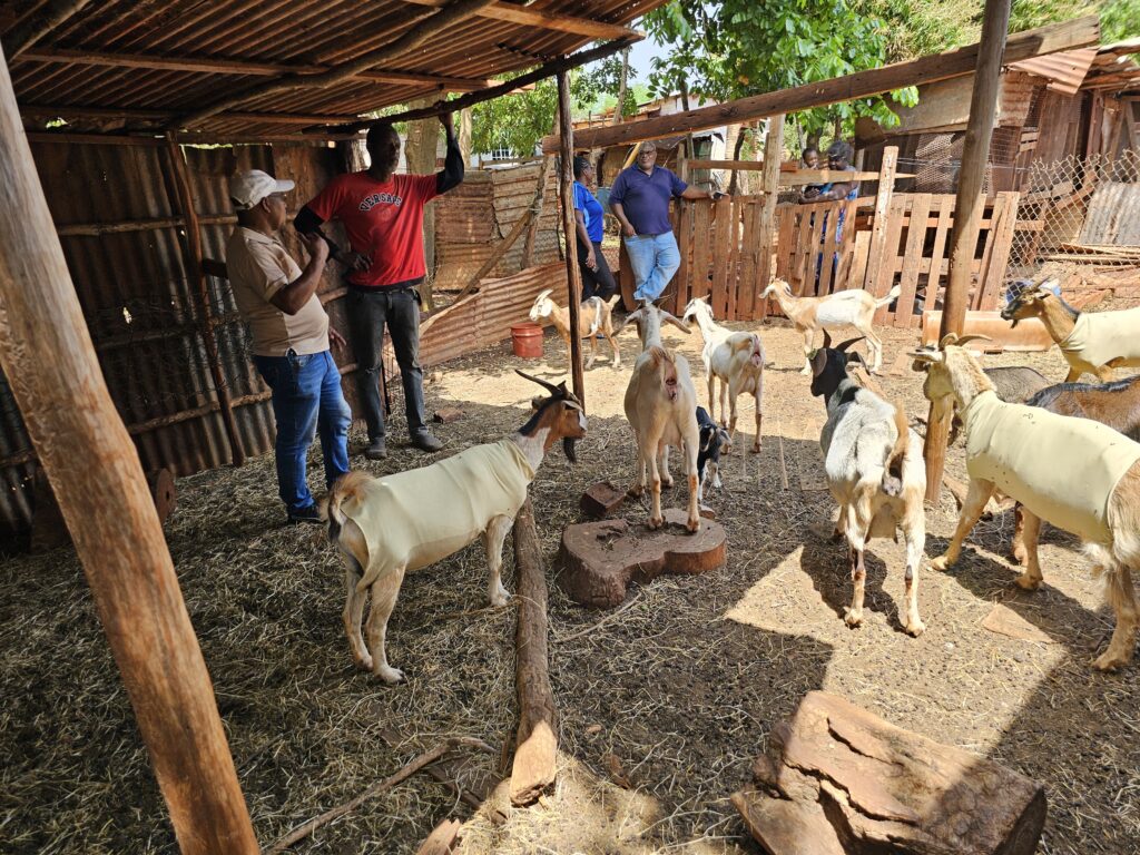 Discussing the results of heat production and behavioral measurements of goats with Mr. Young, a goat farmer from St. Catherine Parish.