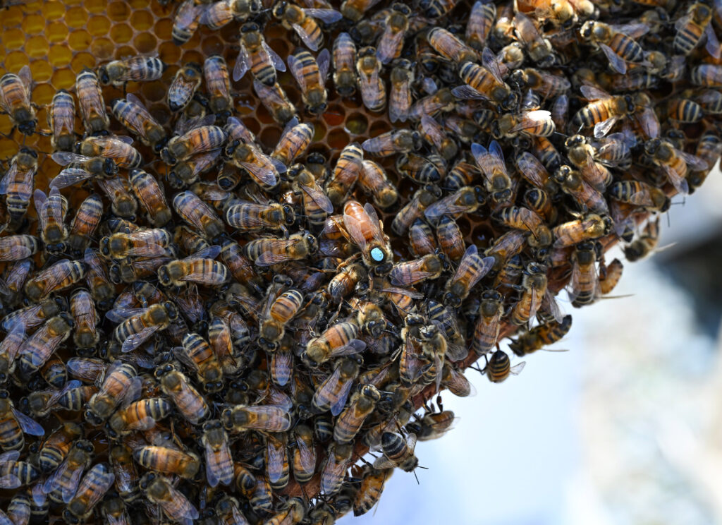 A bee colony.