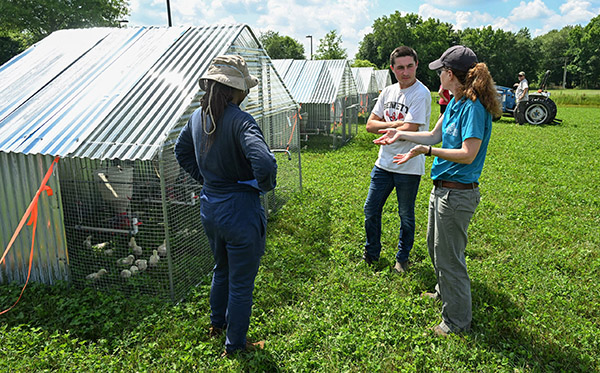 UMES poultry researcher Dr. Jennifer Timmons is evaluating heat mitigation strategies of broiler chickens raised on pasture.