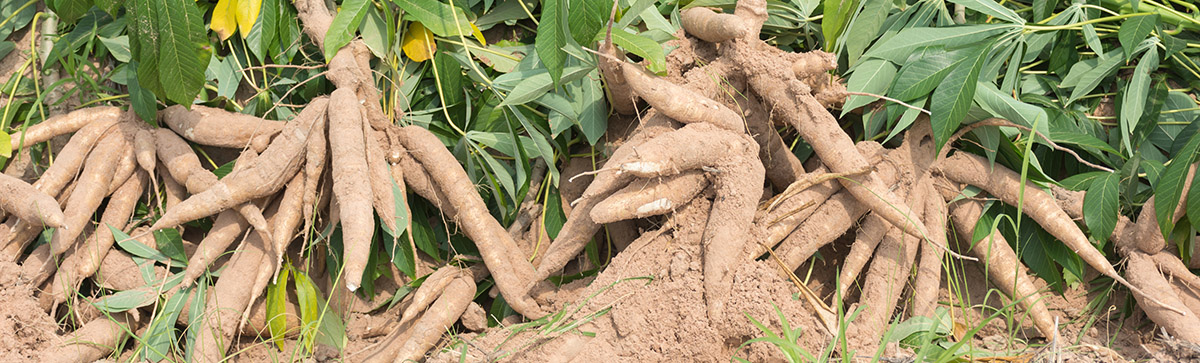 Cassava crop