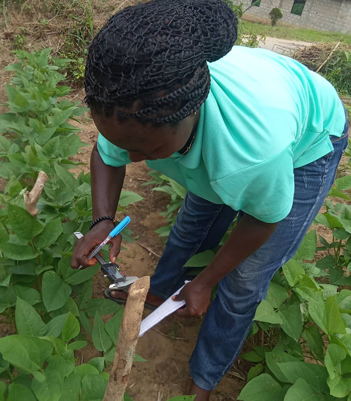 A UNICAL student takes growth parameter data on cowpea.