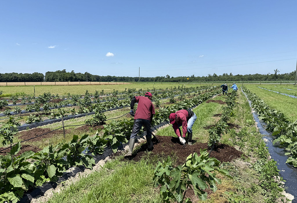 UMES Extension specialists practice alley cropping, an agroforestry system.