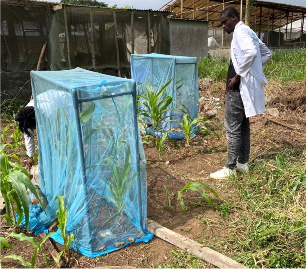 Mesh cloth cages were used for controlled virulence bioassays in the field against fall armyworm (Spodoptera frugiperda).