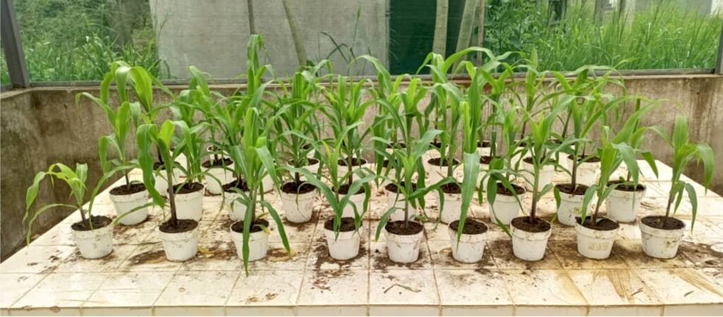 Maize plants were set up in the greenhouse to study the virulence of entomopathogenic nematodes against fall armyworm (Spodoptera frugiperda).